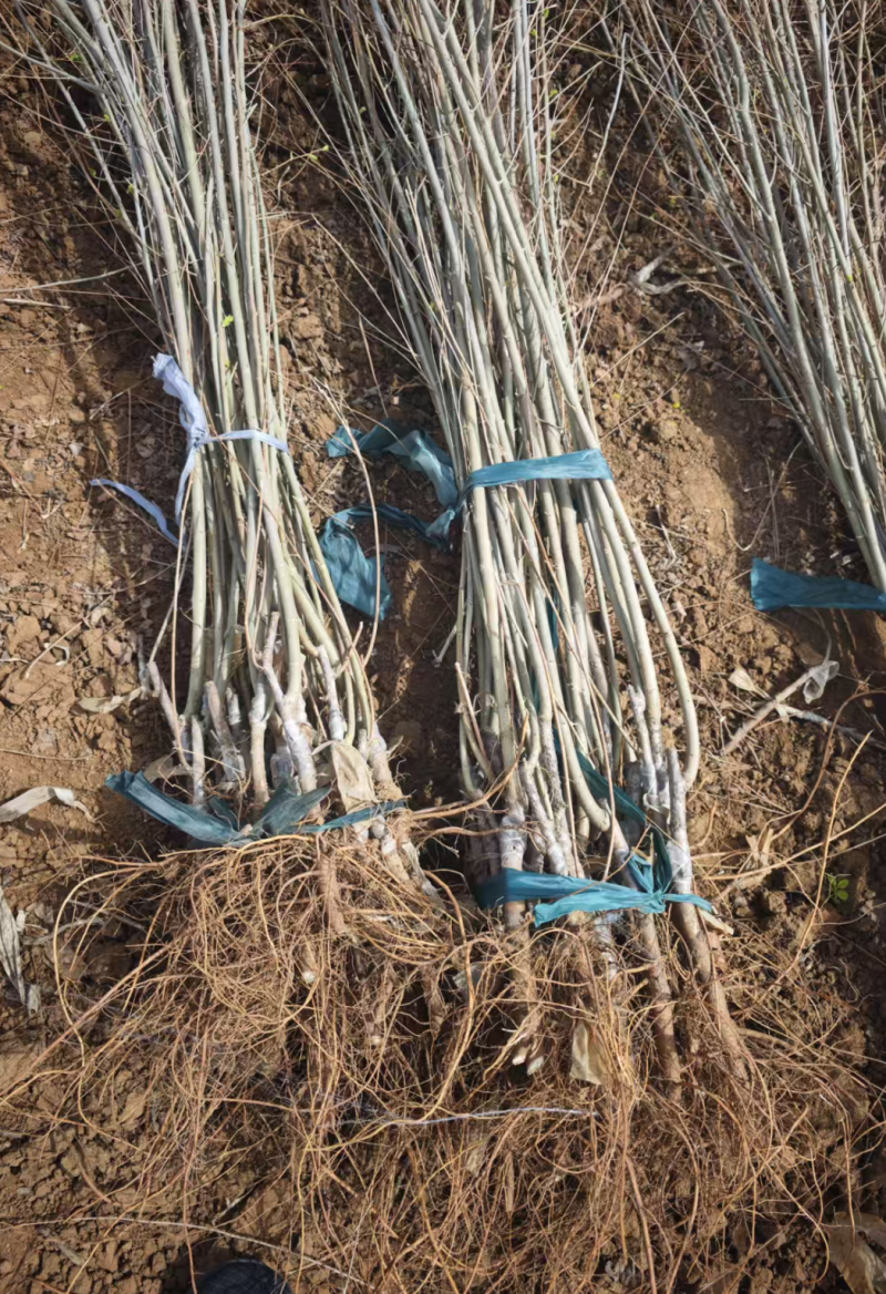 大量供应金叶榆色块绿篱，金叶榆树，金叶榆球