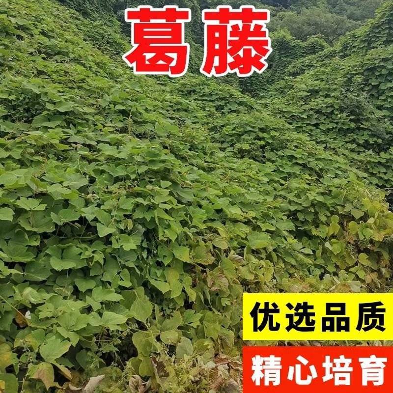 葛藤种子野葛粉葛藤甜葛藤葛条葛根种子护坡草种荒山绿化种子