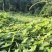 葛藤种子野葛粉葛藤甜葛藤葛条葛根种子护坡草种荒山绿化种子