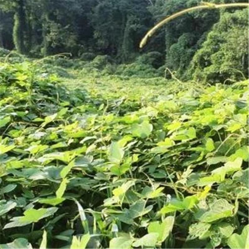 葛藤种子野葛粉葛藤甜葛藤葛条葛根种子护坡草种荒山绿化种子