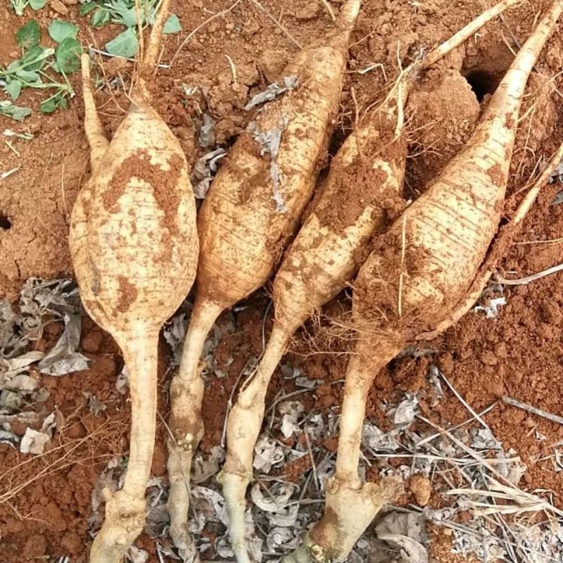 葛藤种子野葛粉葛藤甜葛藤葛条葛根种子护坡草种荒山绿化种子