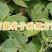 葛藤种子野葛粉葛藤甜葛藤葛条葛根种子护坡草种荒山绿化种子