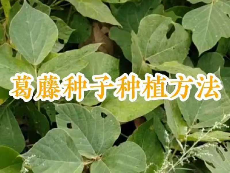 葛藤种子野葛粉葛藤甜葛藤葛条葛根种子护坡草种荒山绿化种子