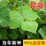 葛藤种子野葛粉葛藤甜葛藤葛条葛根种子护坡草种荒山绿化种子