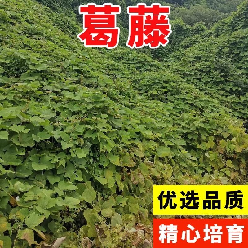 葛藤种子野葛粉葛藤甜葛藤葛条葛根种子护坡草种荒山绿化种子