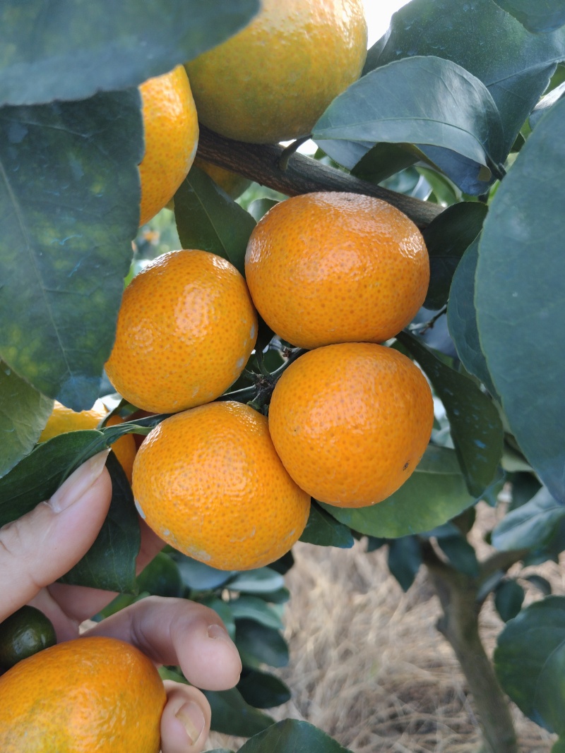 金秋沙糖桔