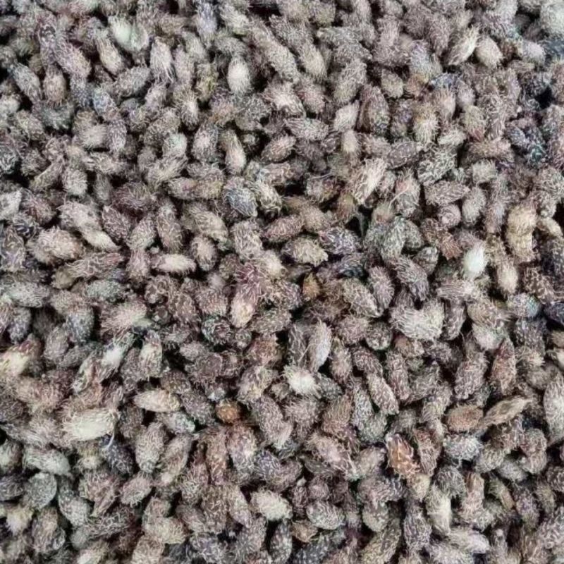 苍耳子中药材苍耳子正品干净无硫颗粒饱满中药材