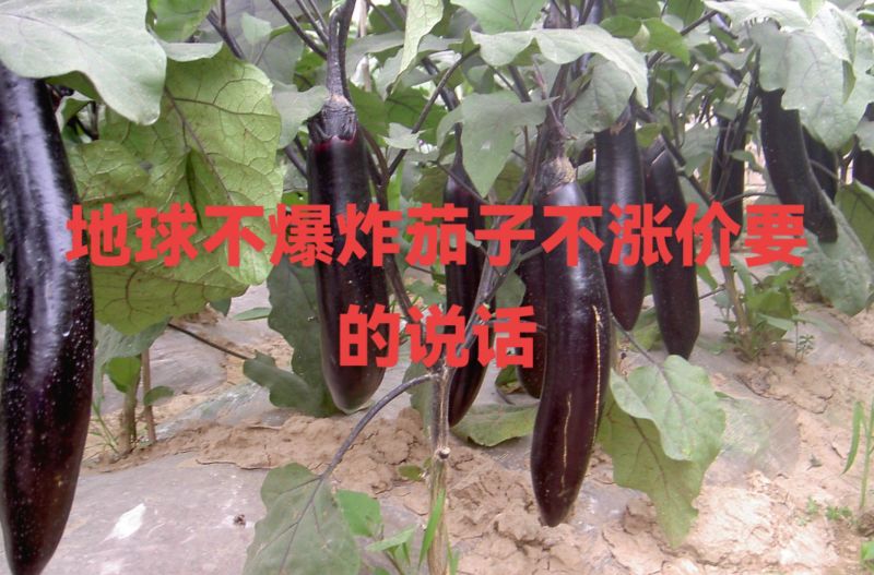 万亩优质长茄货源充足，可视频看货提供代发质量保证欢迎客户