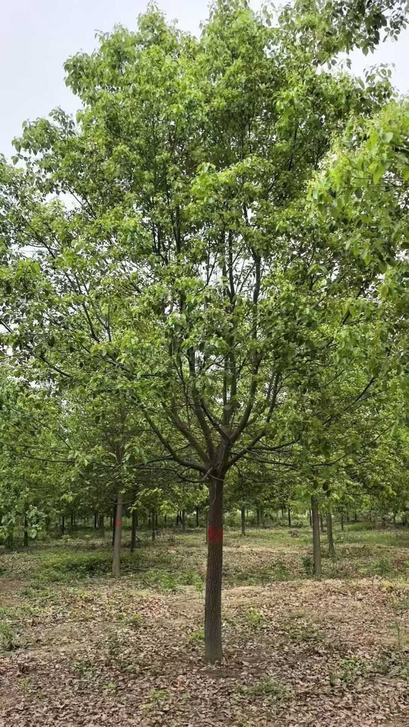 香樟树12一18公分，苗圃长年供应，欢迎新老客户观临