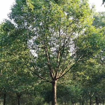 香樟树12一18公分，苗圃长年供应，欢迎新老客户观临