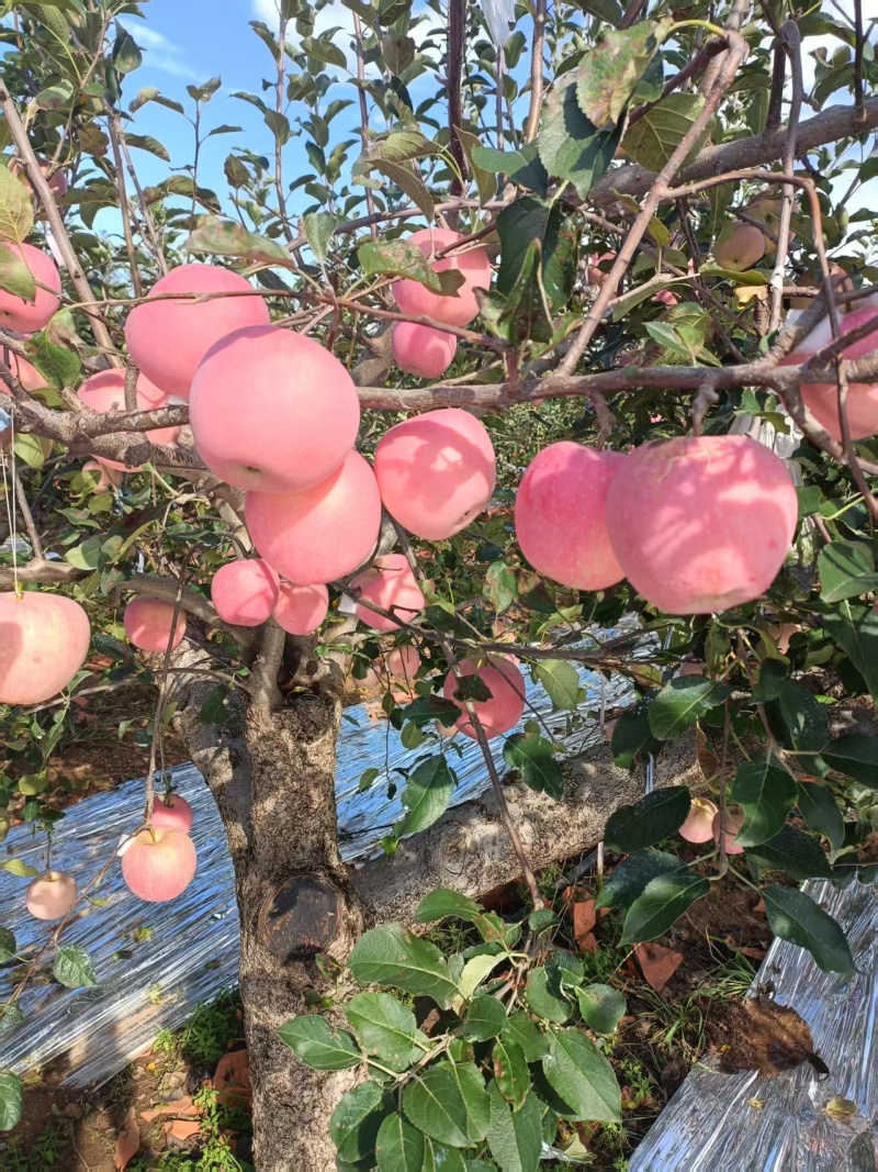 烟台红富士
