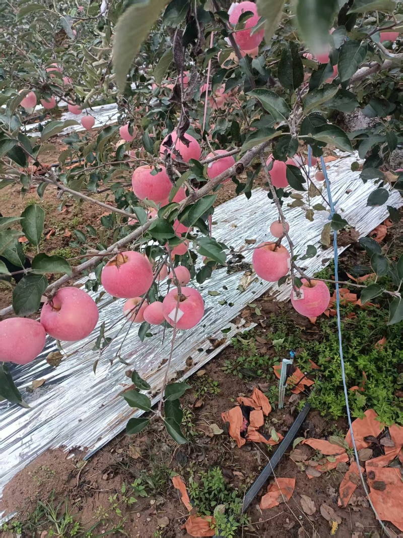 烟台红富士