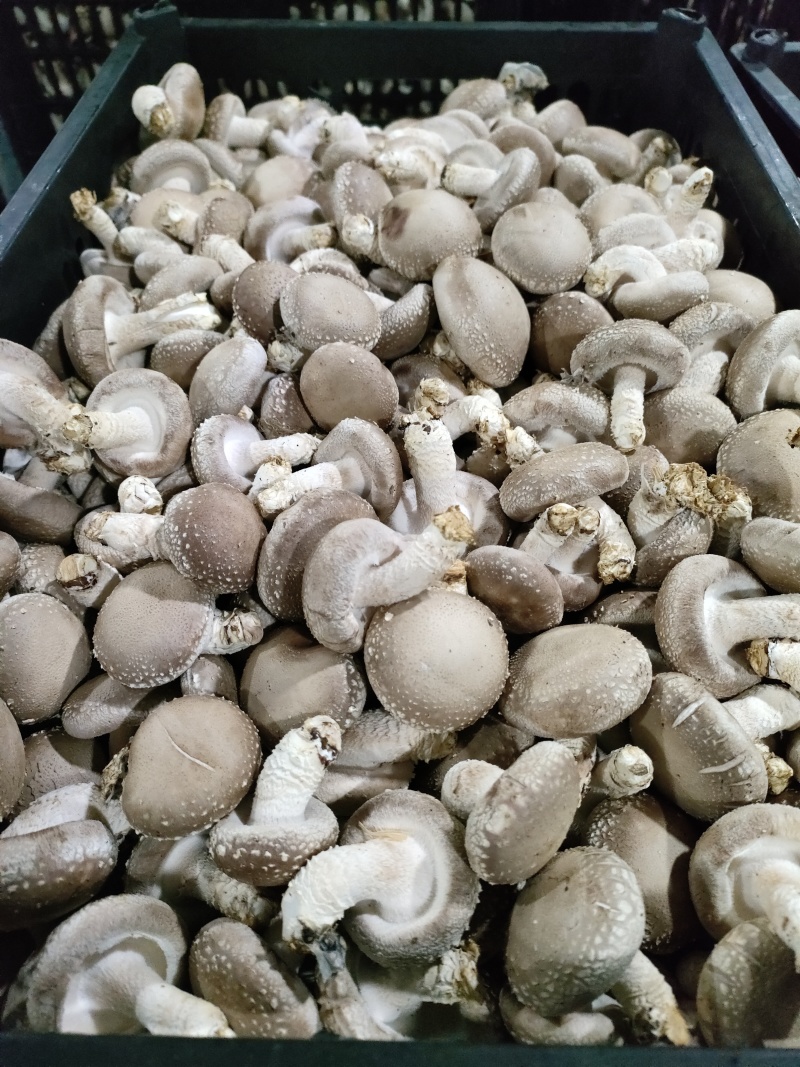 香菇