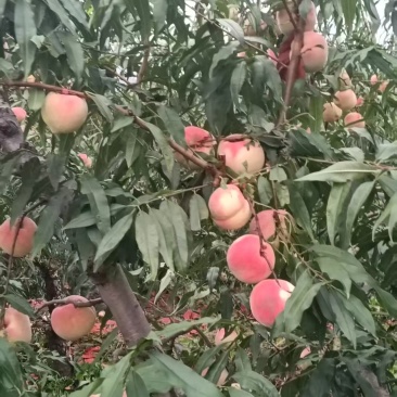 映双红大量有货上市！有需要可以联系我
