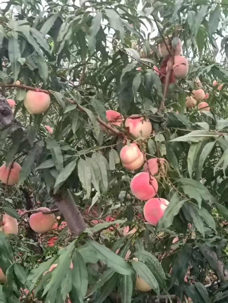 映双红大量有货上市！有需要可以联系我