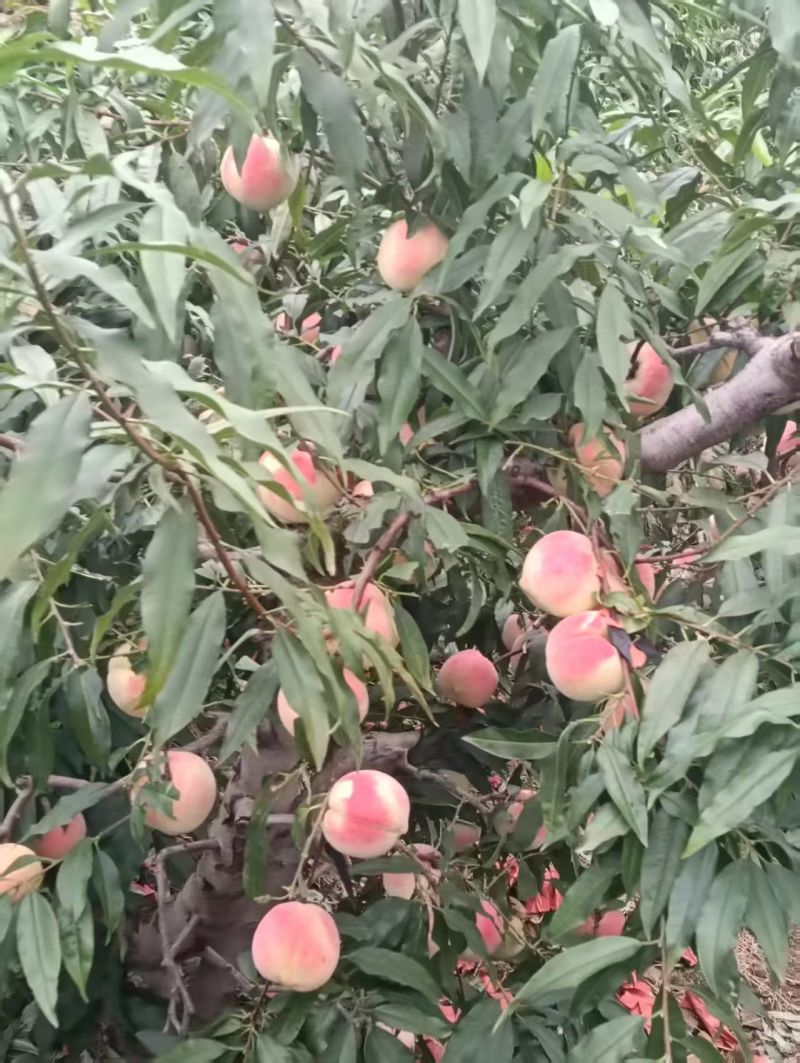 映双红大量有货上市！有需要可以联系我