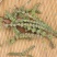 荆芥穗中药材精选新货荆芥穗荆芥穗药材荆芥正品无硫