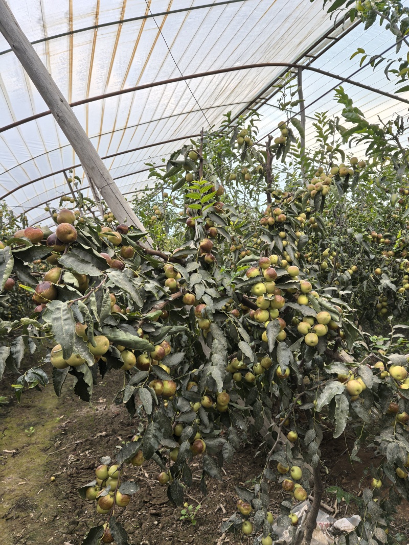 大棚冬枣果园直采