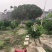 橘子和葡萄柚树出售