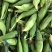 推荐鲜玉米甜玉米量大从优货源充足黄玉米欢迎联系