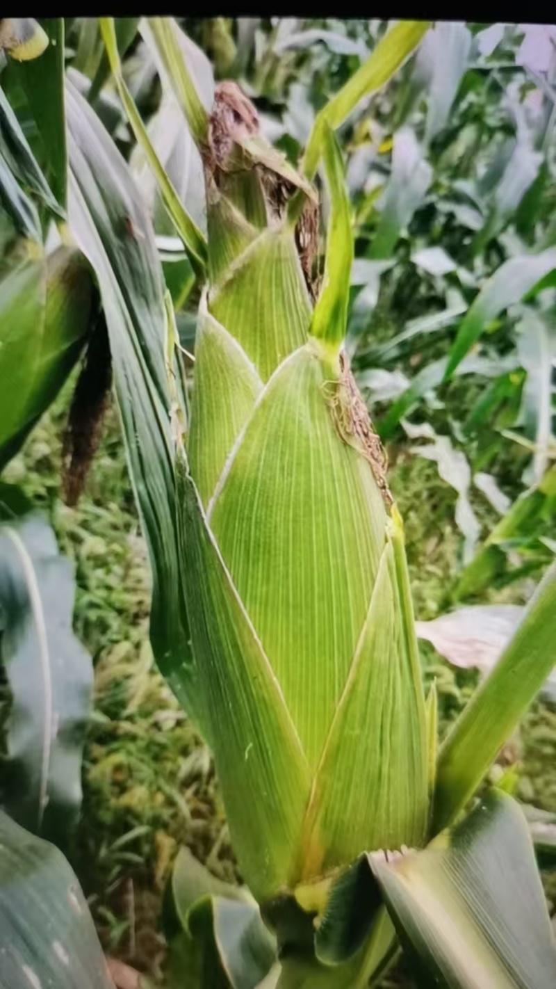 推荐鲜玉米甜玉米量大从优货源充足黄玉米欢迎联系