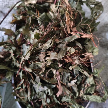 鸡娃草