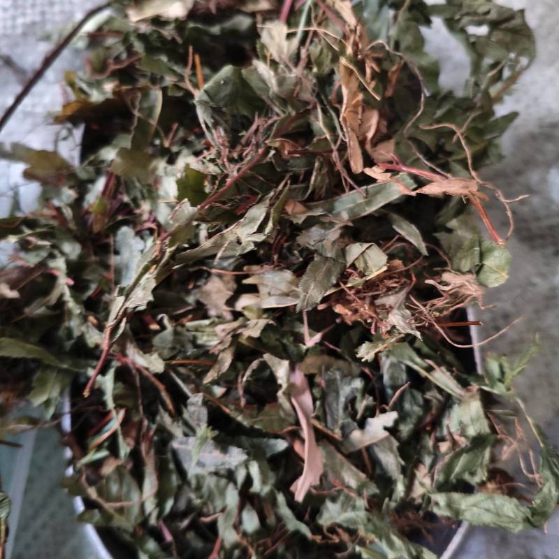 鸡娃草