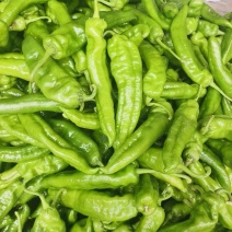 河南夏邑大棚辣椒301大量供应中，个头大，条形好