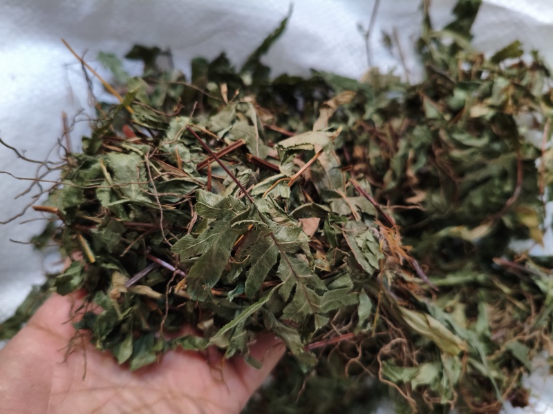鸡娃草