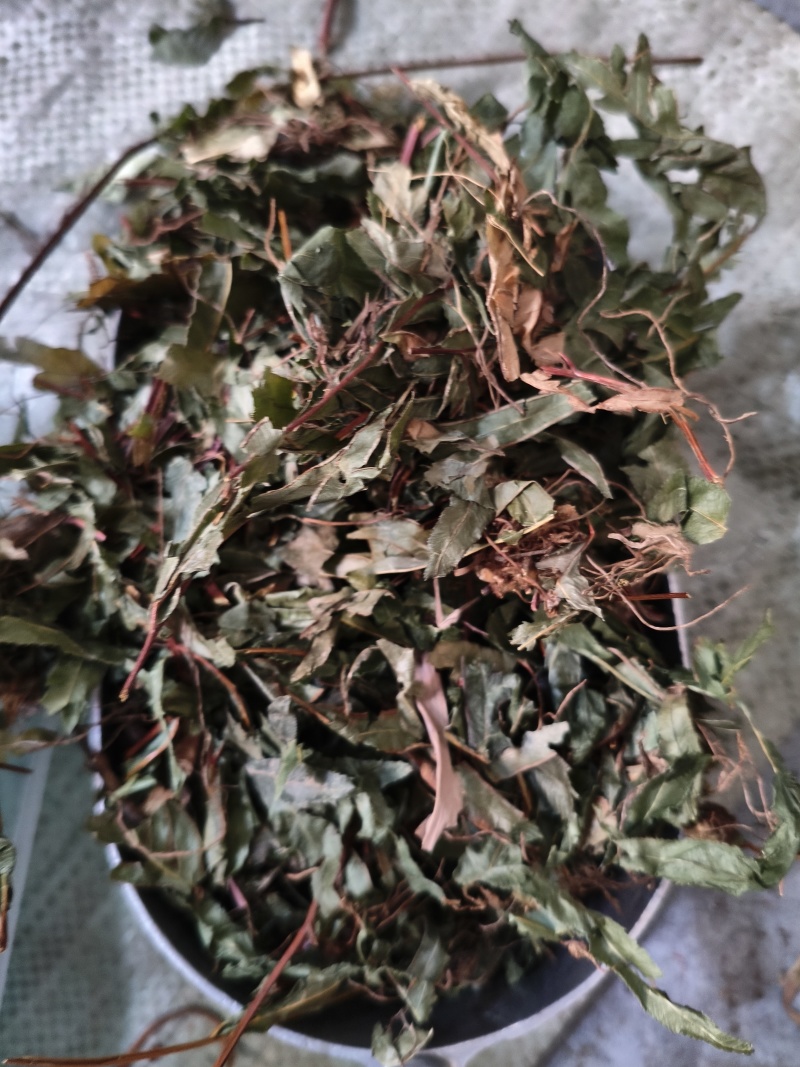 鸡娃草