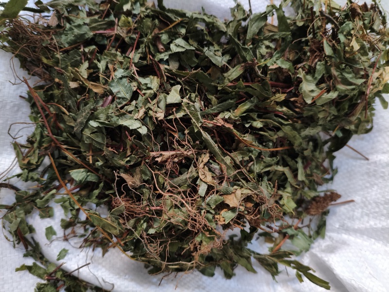 鸡娃草