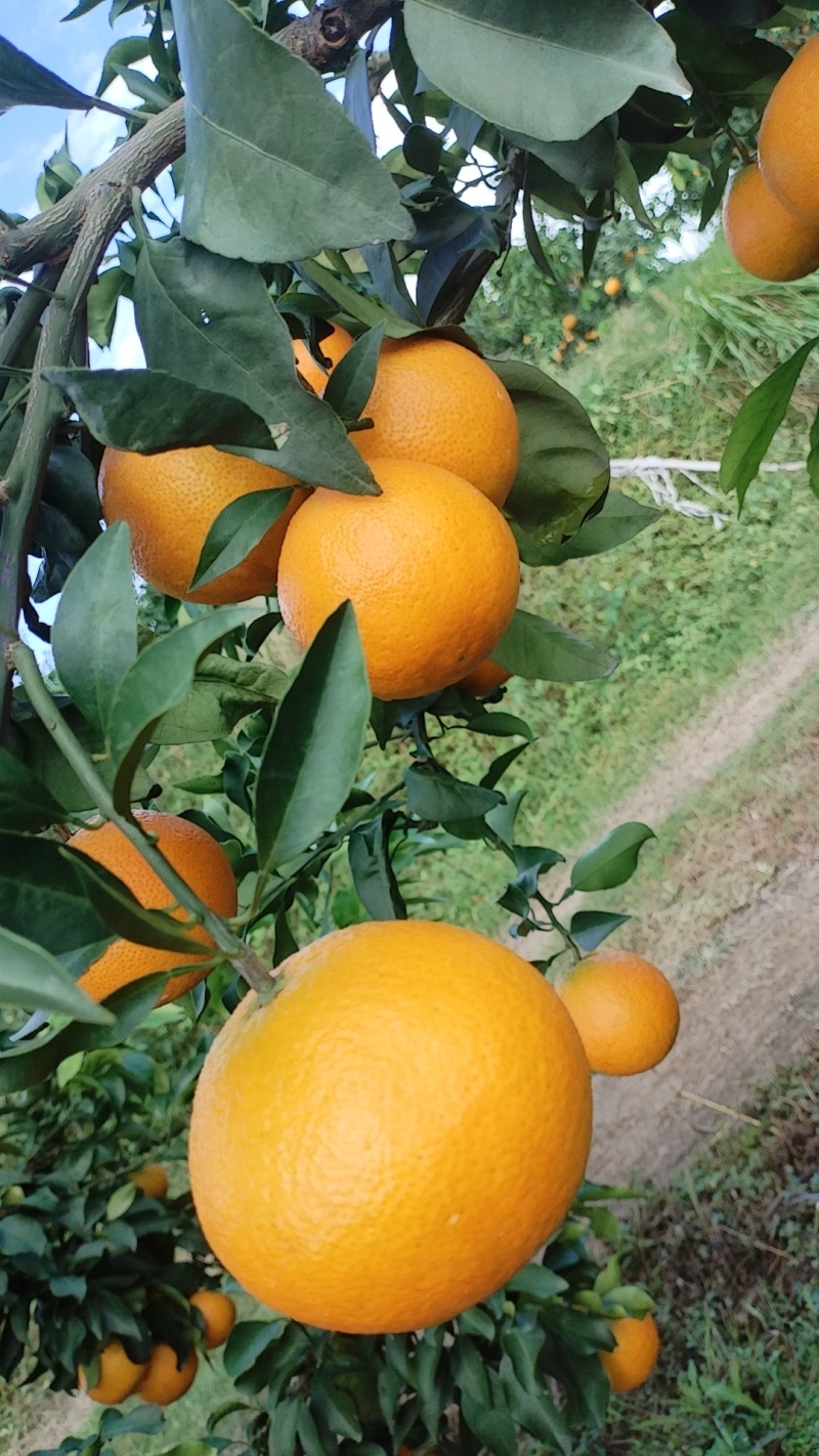 爱媛果冻橙可以吸着吃的果冻橙皮薄汁多欢迎来电