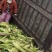 河南鲜玉米水果玉米产地一手货源量大从优价格实惠