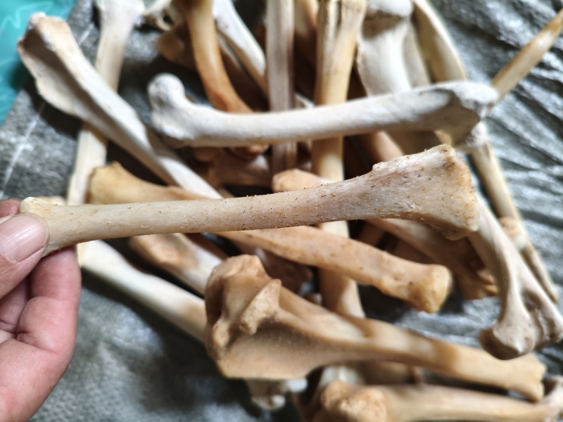 药材枸骨