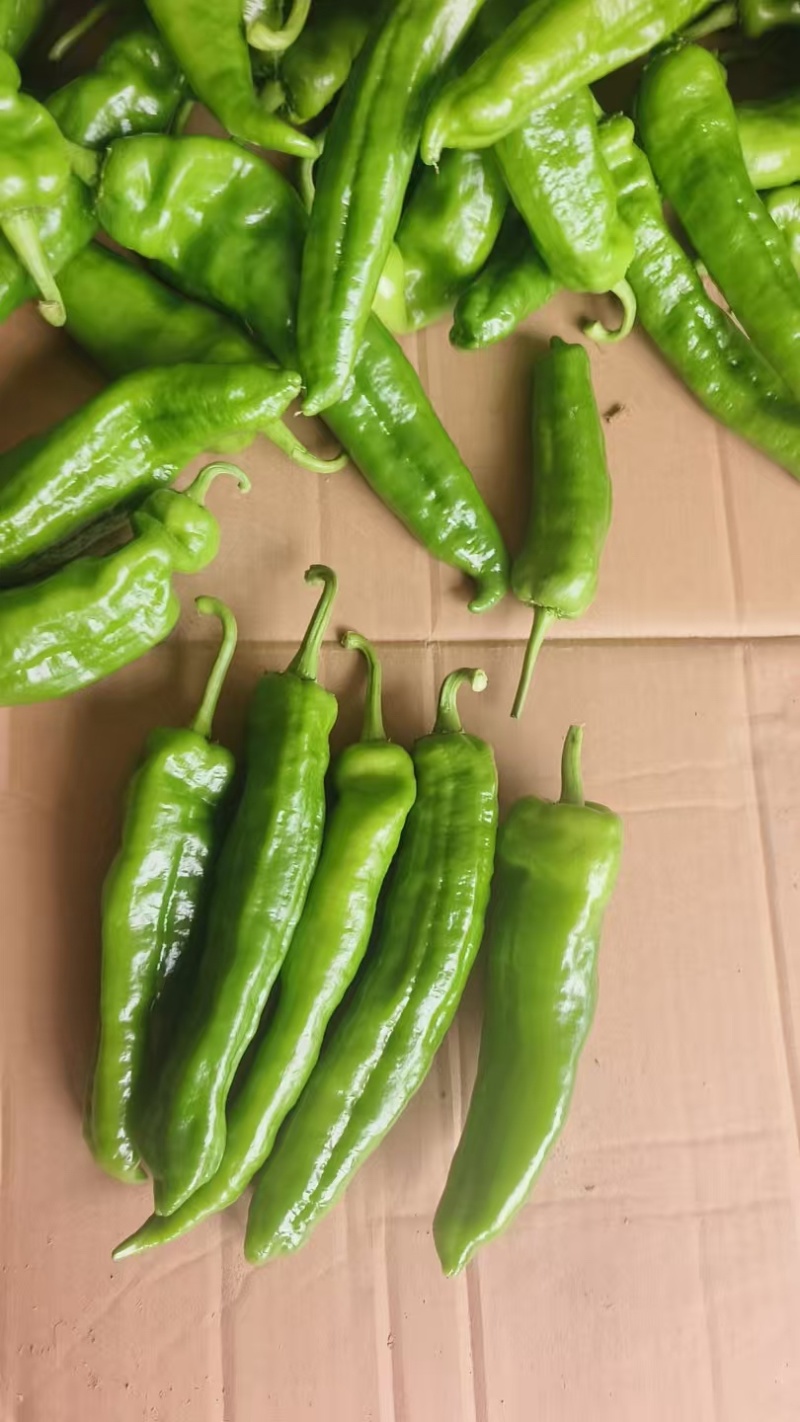 河南夏邑大棚辣椒301大量供应中，个头大，条形好