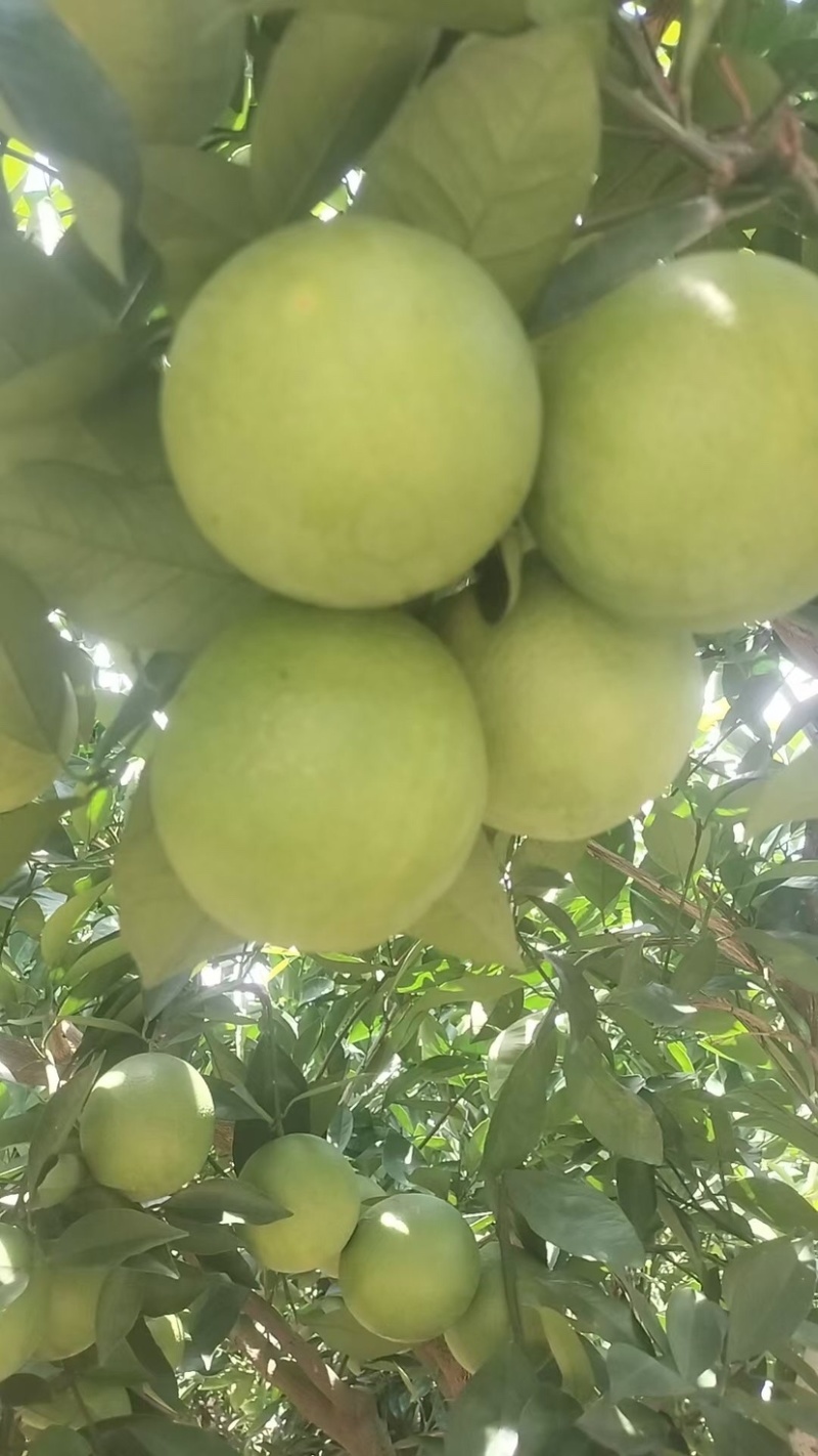 云南冰糖橙电商货市场货大量接单