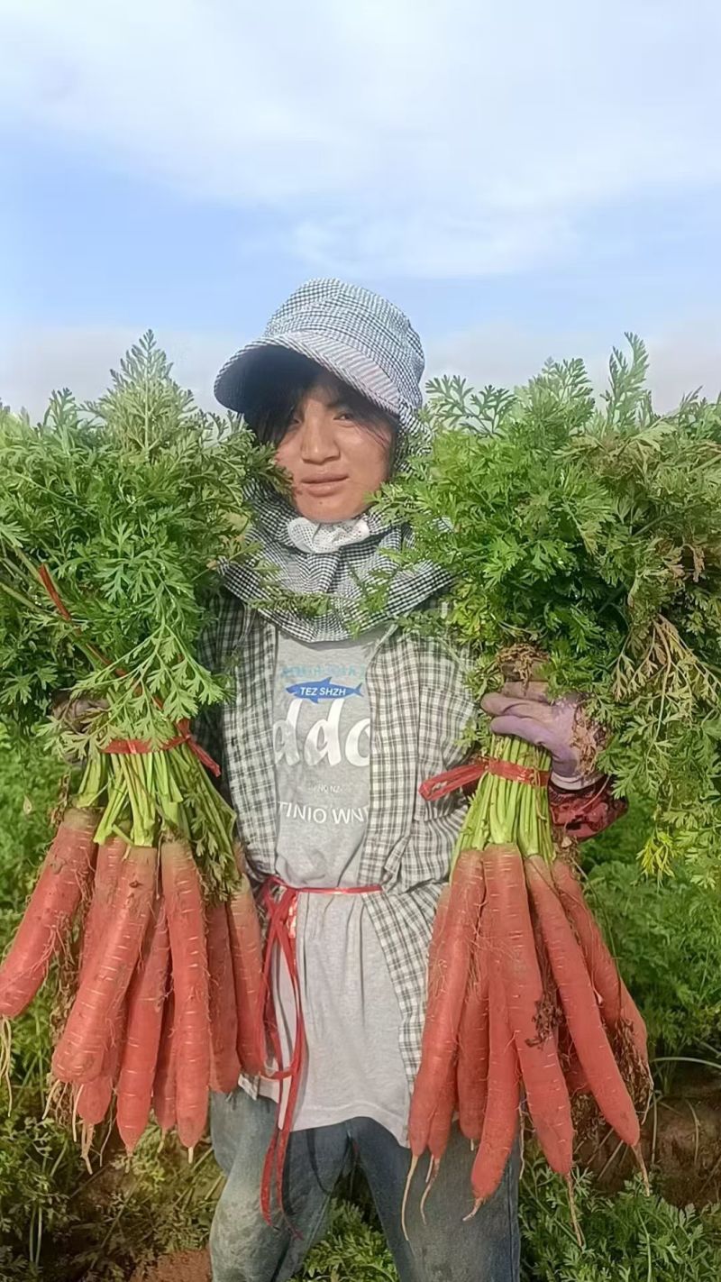 陕西水果红萝卜