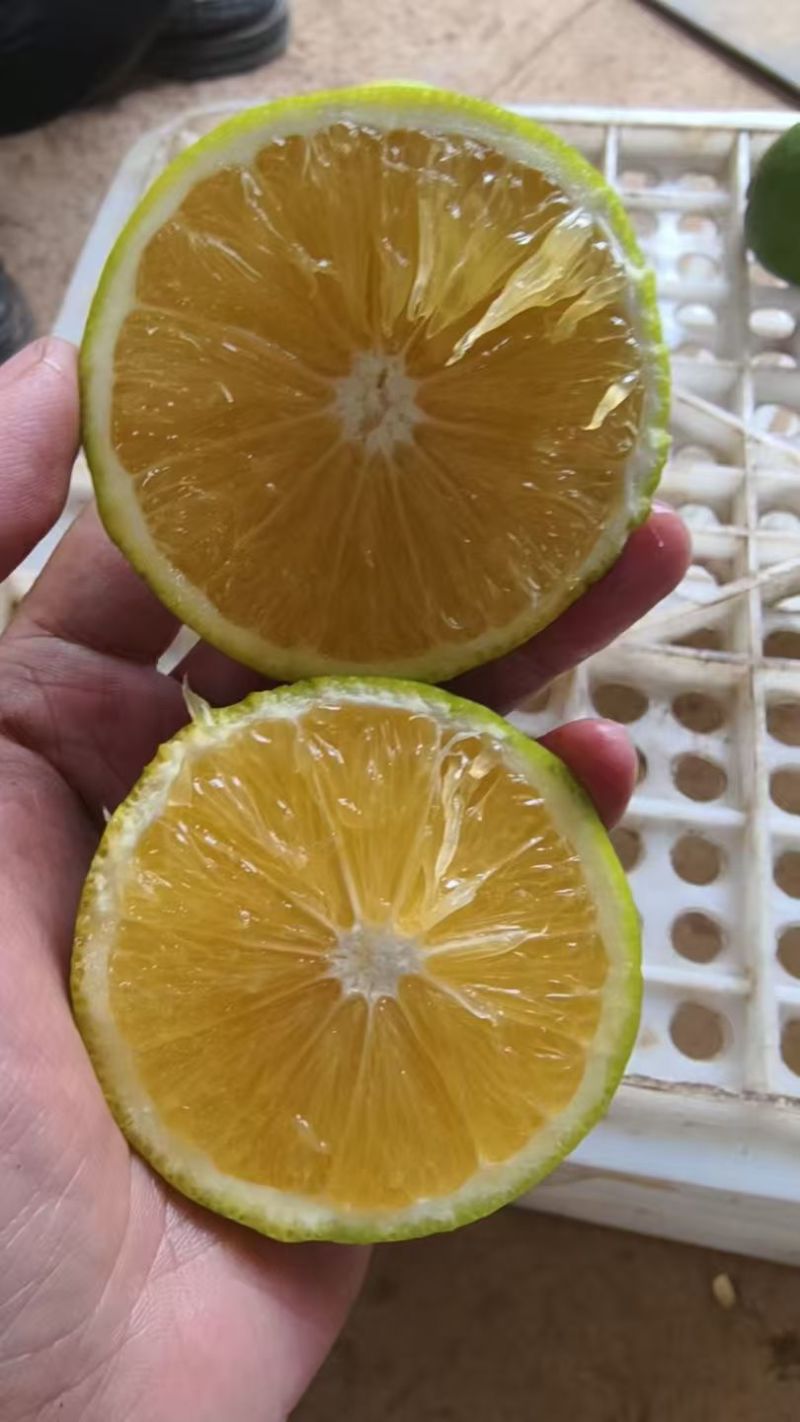 精品冰糖橙大量供应，全国发货，可对接电商商超等，诚信经营