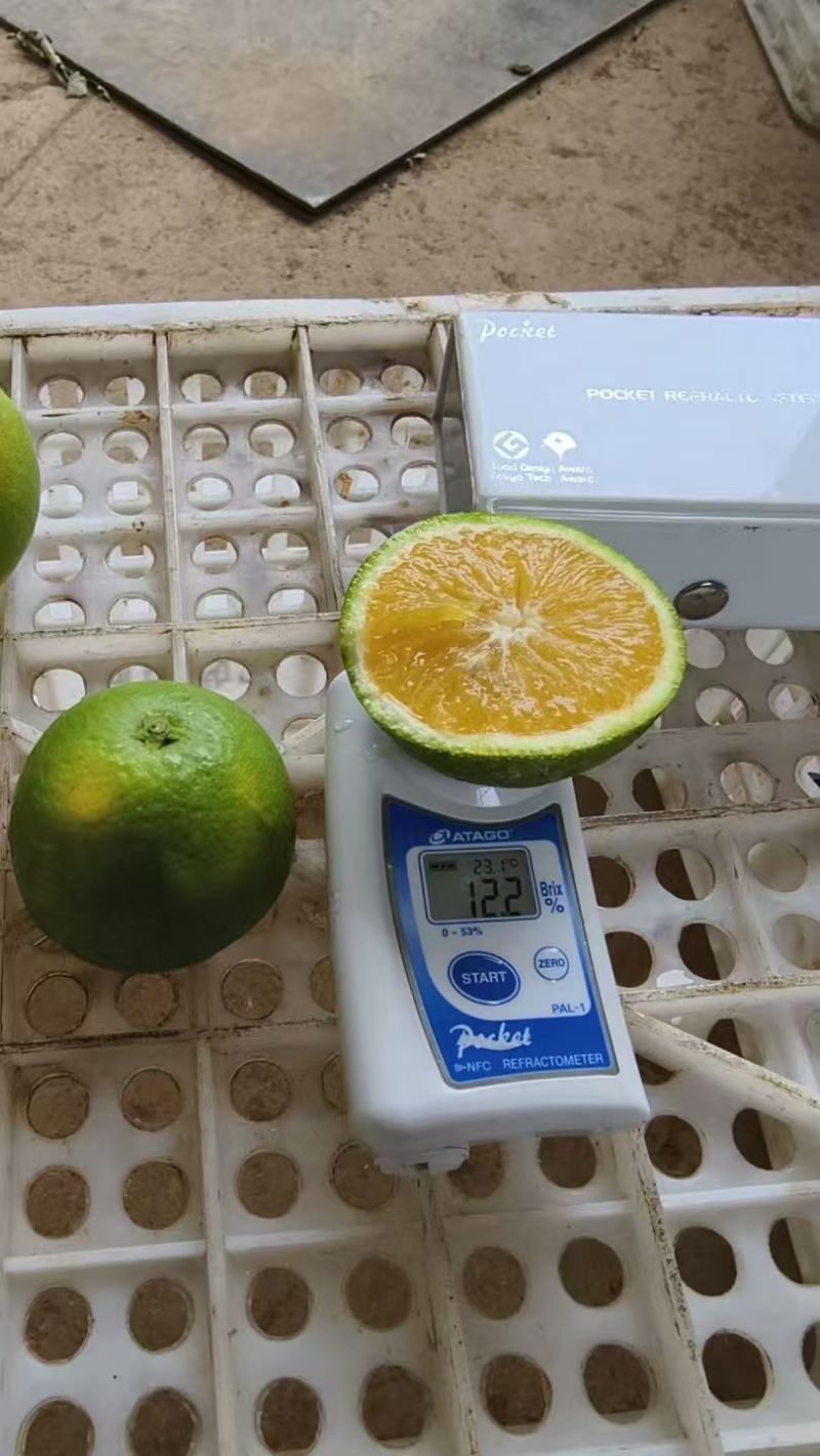 精品冰糖橙大量供应，全国发货，可对接电商商超等，诚信经营