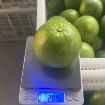精品冰糖橙大量供应，全国发货，可对接电商商超等，诚信经营