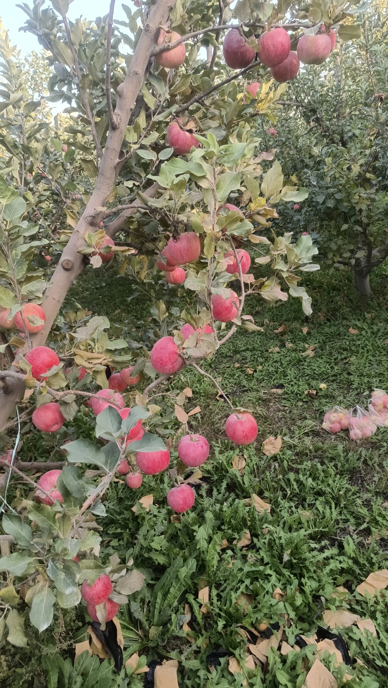 新疆和静县秦冠
