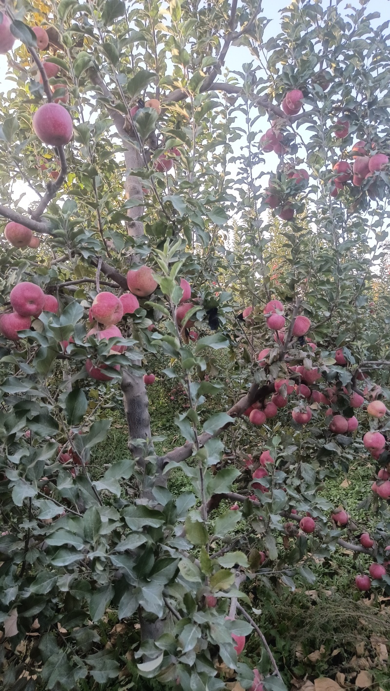 新疆和静县秦冠