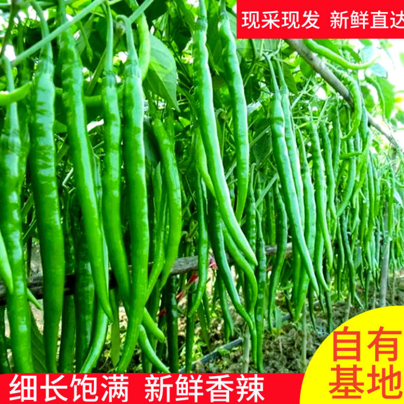 广西钦州青线椒/产区直发/大量鲜货/当天采摘