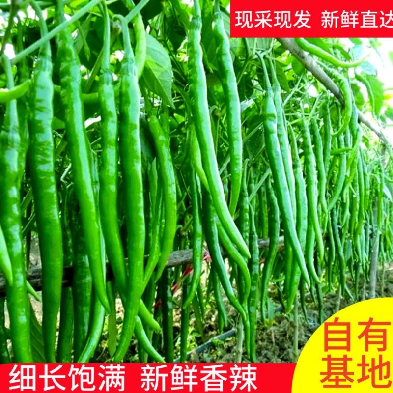 广西钦州青线椒/产区直发/大量鲜货/当天采摘