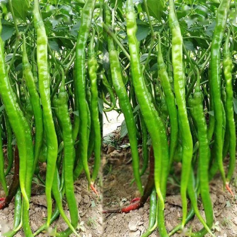 广西钦州青线椒/产区直发/大量鲜货/当天采摘