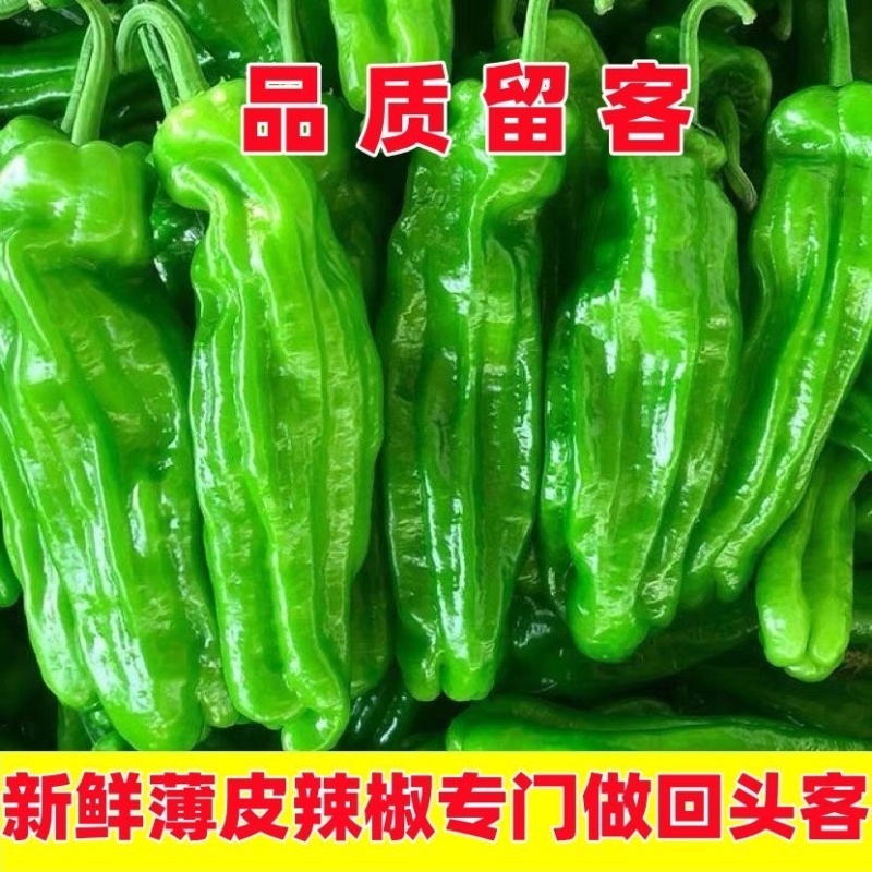 贵州芜湖椒大量上市/需要的联系！可接受任何包