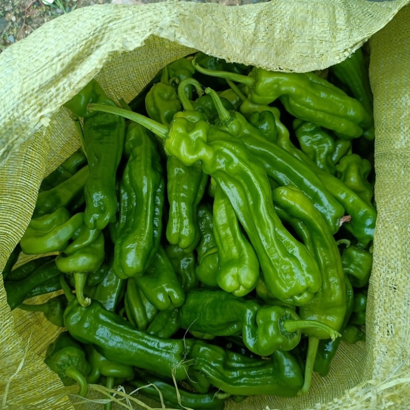 贵州芜湖椒大量上市/需要的联系！可接受任何包