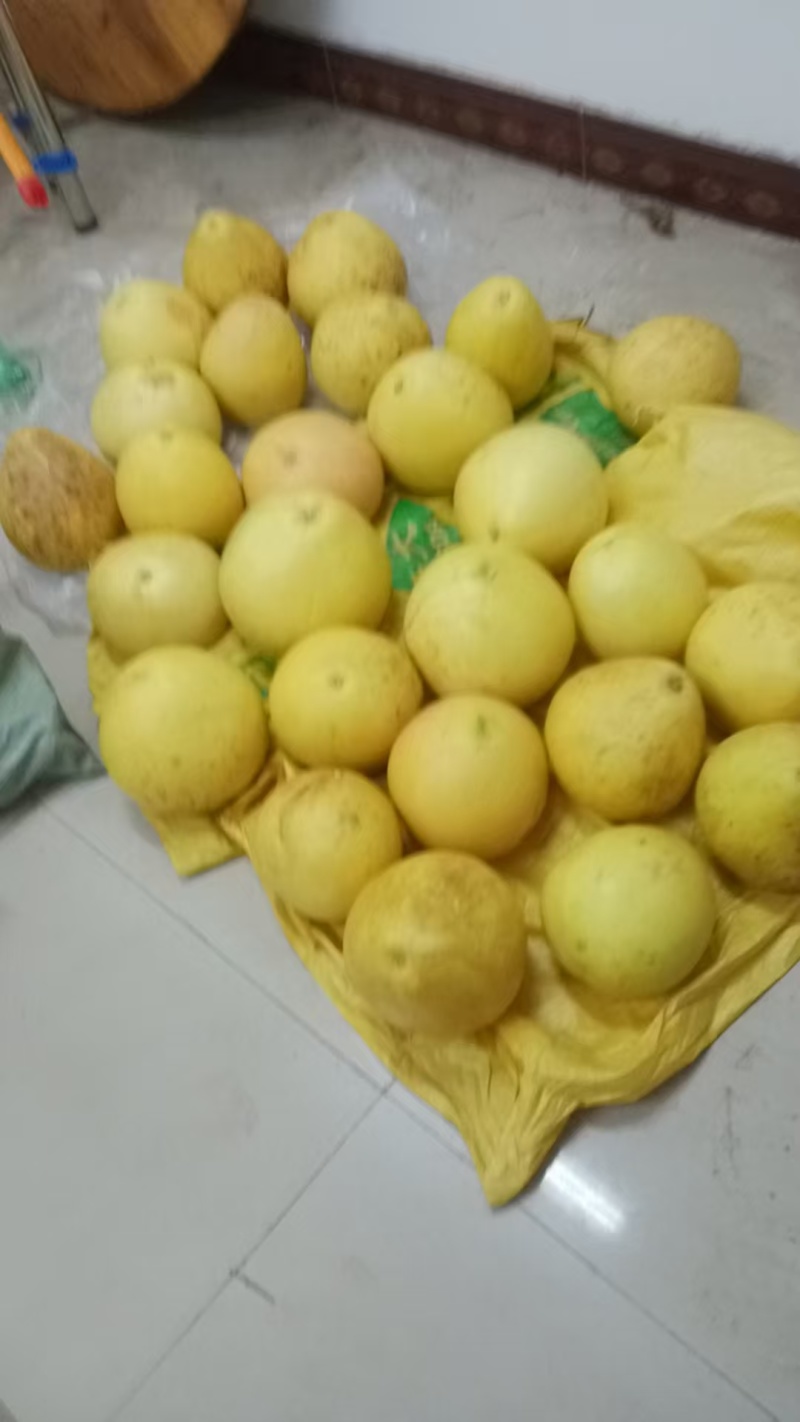 广西玉林市玉州区青黄柠檬果50-90克小果
