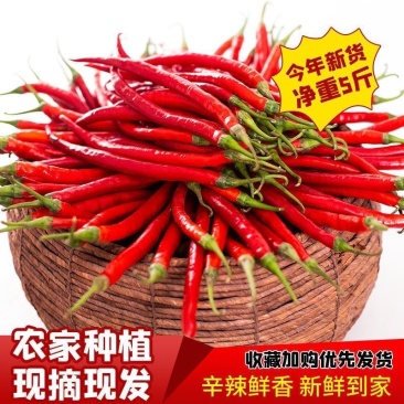 广西三号红线椒大量出货/二荆条/鲜货直发