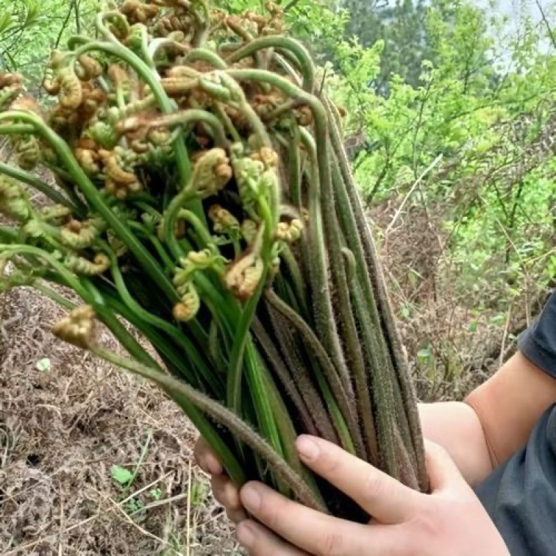 贵州高山精品甜蕨苔大量出货，欢迎老板采购